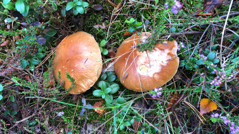 Eekhoorntjesbrood in het bos.